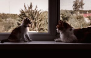 Caring for Your Pet Essential Health Tips and Advice