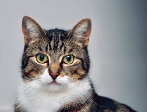 Cats vs. Dogs Which Pet is Right for You