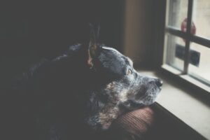 Creating a Bond with Your Pet Tips for Stronger Connections