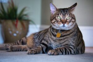 Exotic Pets A Beginner's Guide