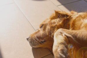 Furry Friends Forever Building Bonds with Your Pets