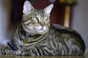 How to Build a Pet-Friendly Home Tips and Ideas