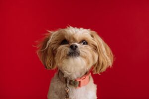 How to Build the Ultimate Pet-Friendly Home
