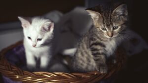 How to Deal with Pet Loss and Grief