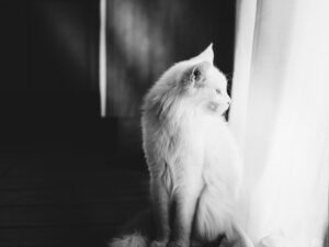 How to Handle Pet Anxiety Solutions for a Calm Pet