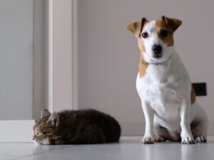 Pet Grooming 101 Keeping Your Animal Clean and Healthy