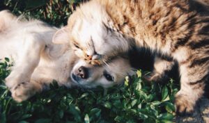 The Benefits of Adopting a Shelter Animal