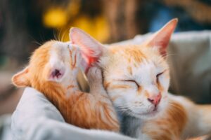The Emotional Benefits of Owning a Pet