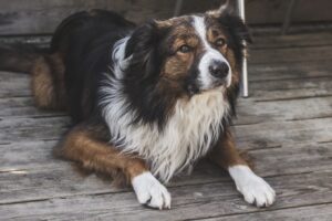 The Health Benefits of Having a Pet