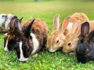 The Science Behind Why Pets Make Us Happy
