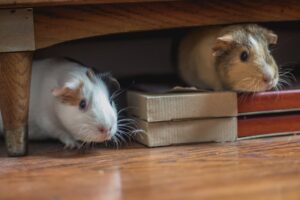 The Secret Life of Pets What They Do When You're Not Around