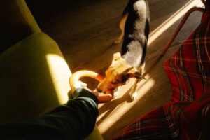 Training Tips for Your Mischievous Dog