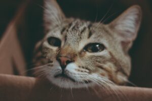 Training Your Pet to Be Well-Behaved