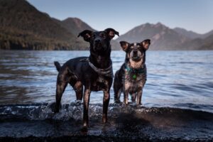 Traveling with Pets Tips for a Stress-Free Journey